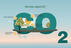 Journée franco-suisse | Forêt et changement climatique | Jeudi 20/06/2024